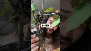 How to Clone Plants with Air-Layering | creative explained