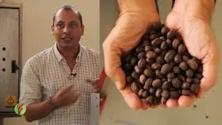 Café al natural es una técnica de secado ancestral ahora lo puede hacer con tecnología -FADCAMPO