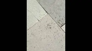 Ants @ 192