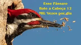 O SEGREDO CHOCANTE do Pica-Pau: como ele não quebra o crânio? 🐦🧠