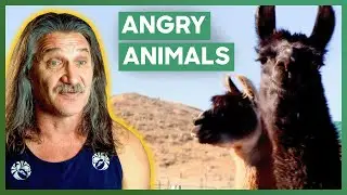 Dr. Jeff Excited To Treat Angry Alpacas | Dr. Jeff: Rocky Mountain Vet