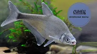 СИНЕЦ🐟/Самая распространенная рыба в реке Волга🐟🐟🐟👍