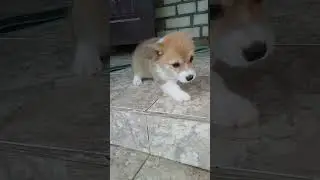 Малыш корги