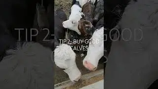 4 Calf Rearing Tips for beginners