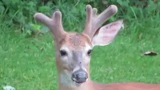 Beautiful Buck in Velvet & a Hello !