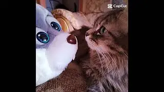 yea #capcut #cat #subscribe #tiktok #shortsvideo #shorts