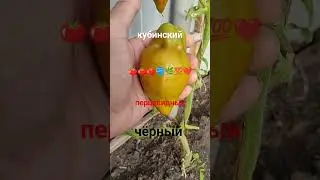 Сорт помидор Кубинский перцевидный чёрный 🍅🪣🌿💯❤️...