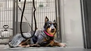 Watch the Moment Scared Cattle Dog Realizes she can Trust Me