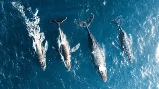 【4K】感觉这两天在西澳把一辈子的鲸鱼都看完了 || We saw a bunch of whales in Western Australia, and even baby whales!