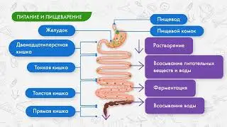 Процессы питания и органы пищеварения