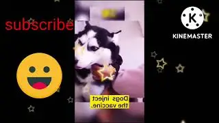 Funny animals 😄😄