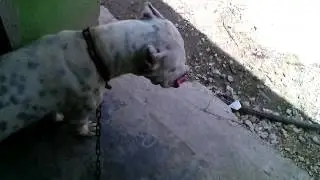 Perro PitBull SPIKE