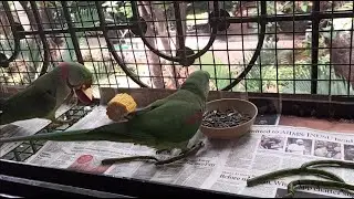 Alexander parrot diet