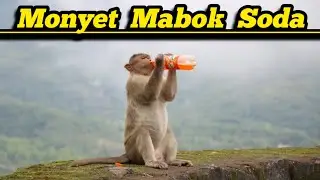 Kumpulan Video Suara Hewan Bebas Copyright • Video Gambar Lagu Gratis Bebas Klaim Hak Cipta Youtube