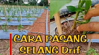 CARA PASANG SELANG DRIP Irigasi tetes cabe Murah dan Simpel