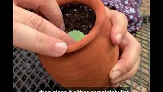 How to Fix a Leggy Succulent Plant