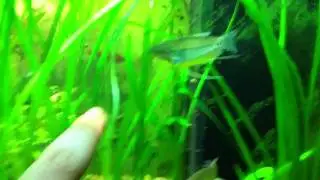 New fishies