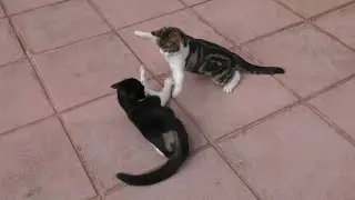 Cats Play Fighting | 4K