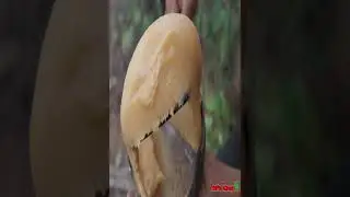 Primitive Technology, Survival skill cooking in the forest, Primitive life in the jungle #12