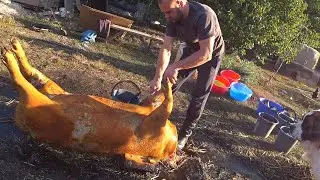 Забой Разделка туши,мясо и сало,