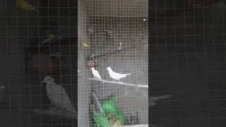 New birds🕊#shorts #birds #viralvideo
