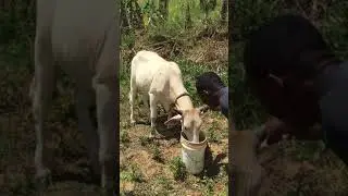 Welcome To Kellits Jamaica