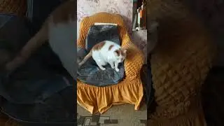 Я живу у кота