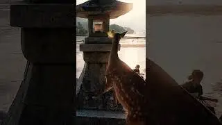 Остров Ицукусима в Японии: олени-воришки и плавучее святилище 🦌🌊 ⛩️#япония