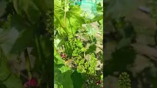 Начало цветения на винограднике.