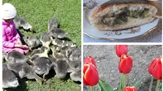 Самые вкусные пироги/Пироги с щавелём и ревенем