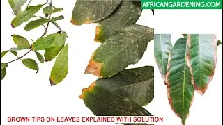 Brown  tips on leaves of plants and trees  explained with Solutions