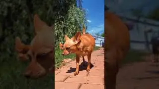 Утро в деревне