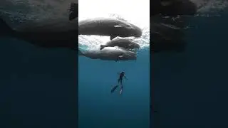 Путь Воды 💙💦🌊🫧💧🐬🐳🐋🐟🧜