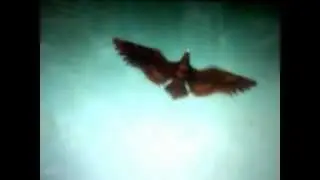 This is what i do when im board
