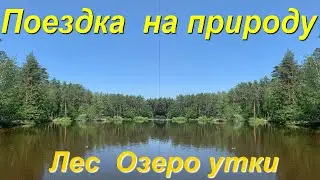 Отдых на природе  Лесное озеро Лес Дикие утки