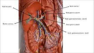 Abdomen lenfatik sistem anatomisi işaretli