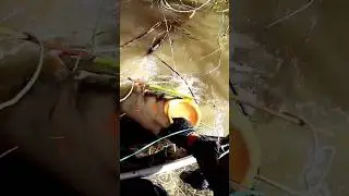ОДИН НА ОДИН/БОРЬБА С СОМОМ/ЧУТЬ ПАЛЬЦЫ НЕ ОТОРВАЛ