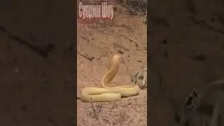 Кобра против Белки