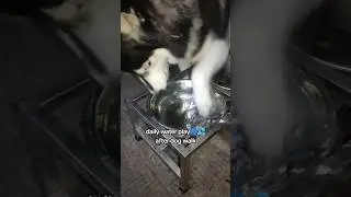 bad dog - naughty dog 
