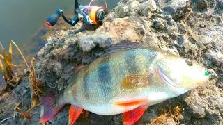 How to catch perch in spring? Light on the river. Predator fishing | Spinning only
