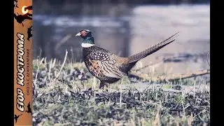 Pheasant hunting on the Ili River. Shaman and hare. Late October 2021.