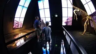 Spektakulær dinosaur på vej hjem