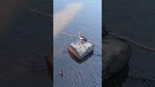 Гусята почти выросли.