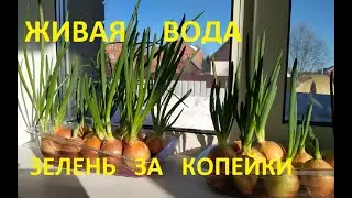 Живая Вода для полива рассады. Перцы и томаты скажут спасибо. Развиваться будут намного лучше.