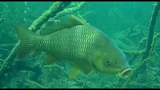 Carp Encounter Lake Ohrid