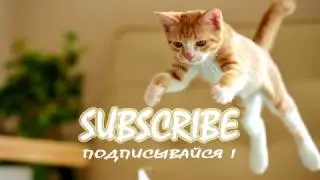 СМЕШНЫЕ КОТЫ часть 9 / ПРИКОЛЫ С КОТАМИ / FUNNY CATS 2017