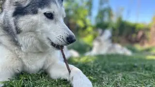 Husky Dogs Relaxing On A Early May Day (Nature, Birds, and Huskies ASMR)