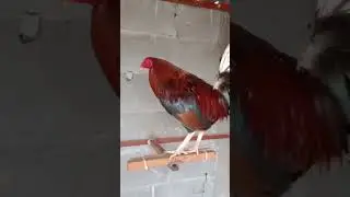 kelso-albany ,#elpoderdelgallo#elppeer del pollo #rooster #animales #kelso #whitekelso
