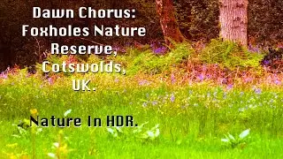 Dawn Chorus