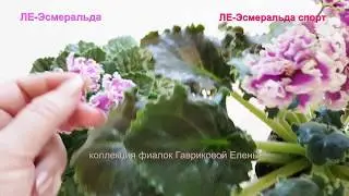 Фиалка ЛЕ Эсмеральда,ЛЕ-Эсмеральда спорт